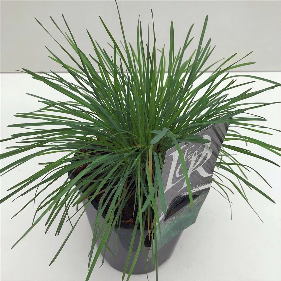 Koeleria glauca C2 (2 liters kruka / 17 cm kruka)