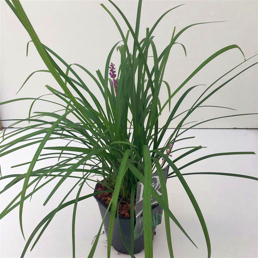 Liriope muscari &