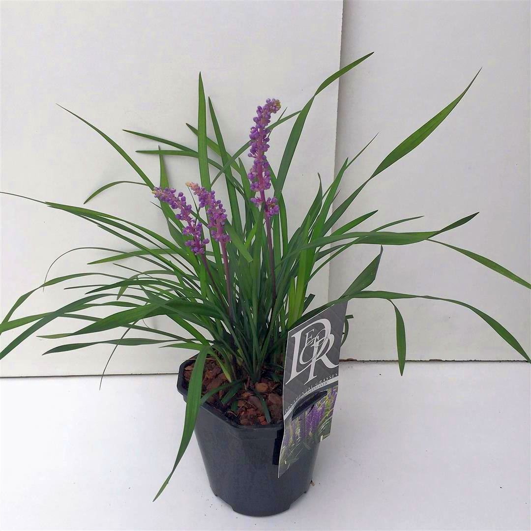 Liriope muscari &