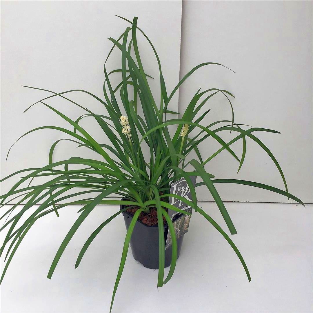 Liriope muscari &