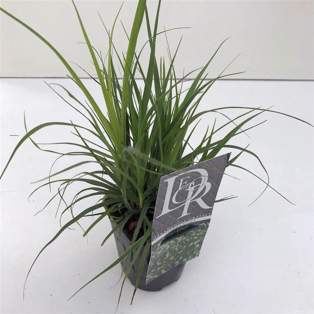 Luzula nivea C1 (1 liters kruka) / 13 cm kruka