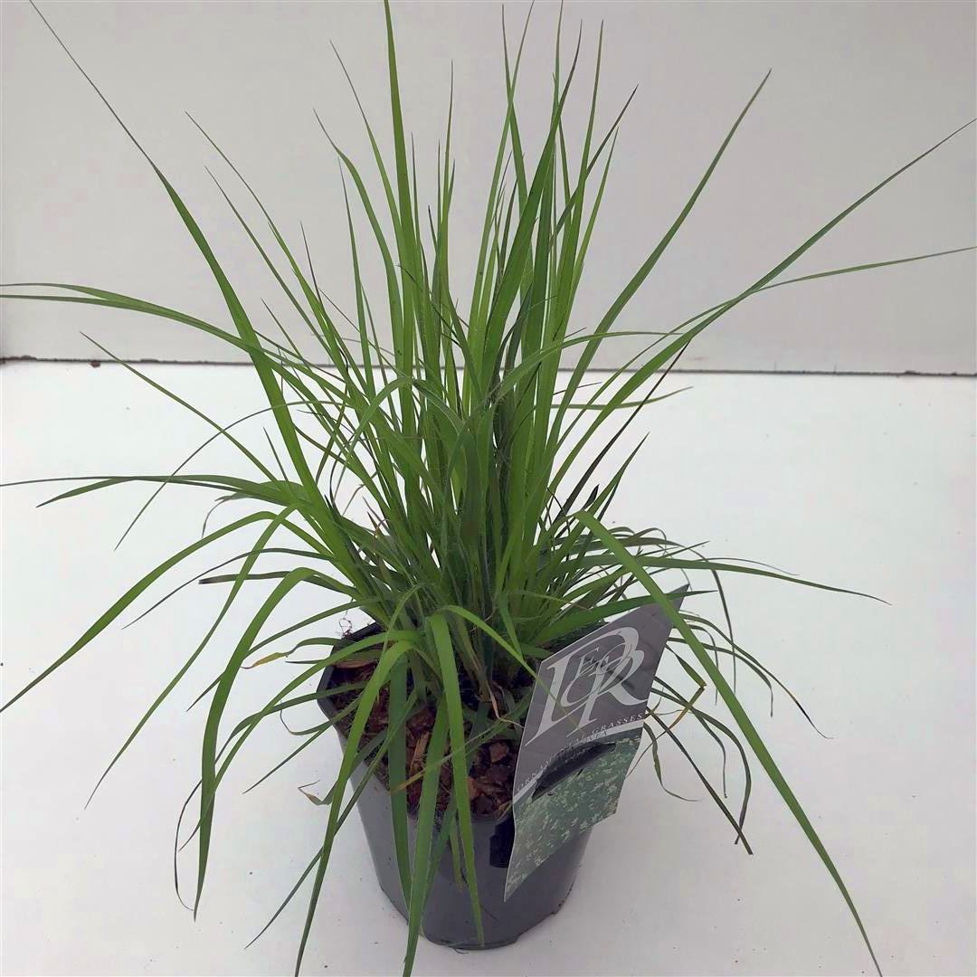 Luzula nivea 9 cm kruka