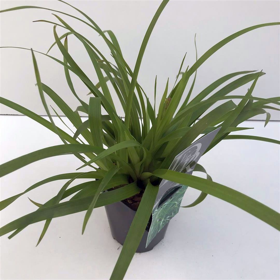 Luzula sylvatica 9 cm kruka