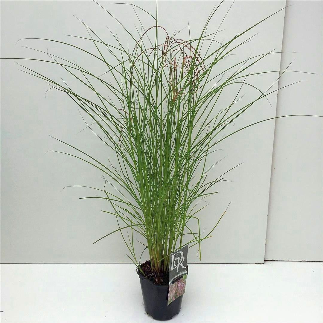 Miscanthus sin. &