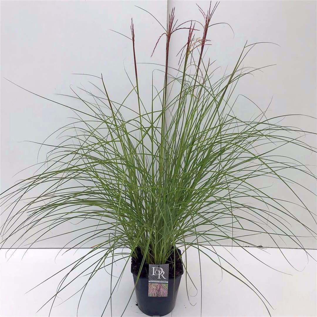 Miscanthus sin. &