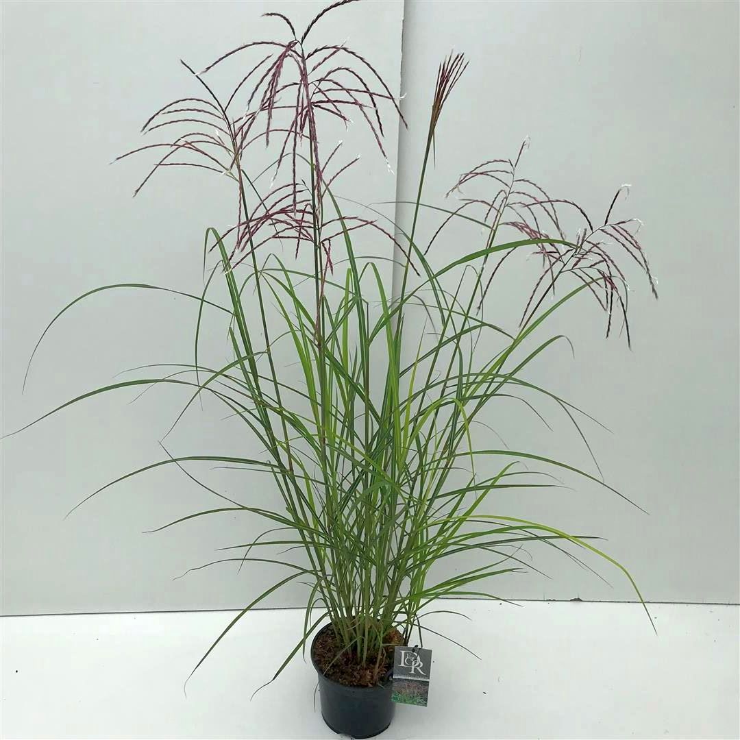 Miscanthus sinensis &