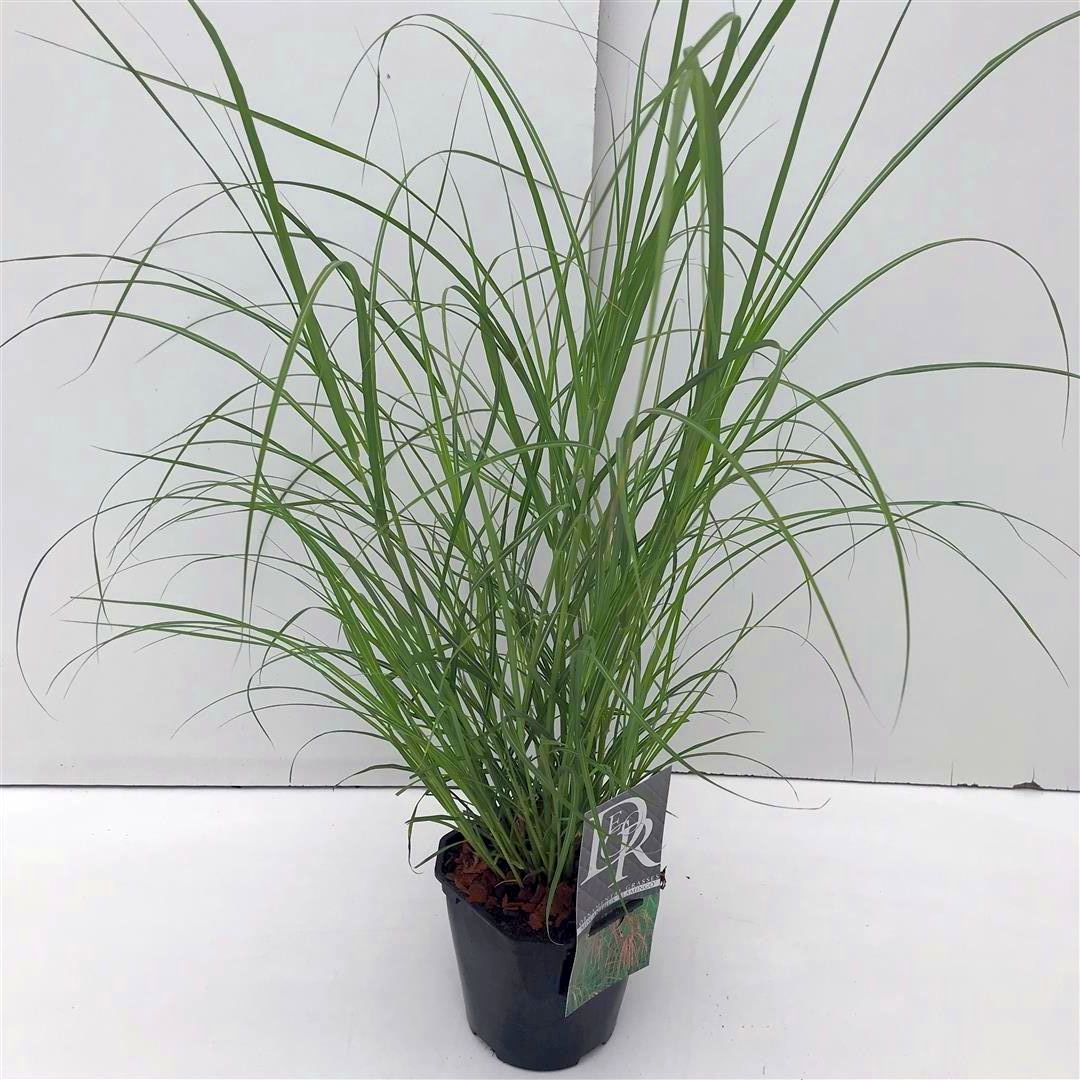 Miscanthus sinensis &