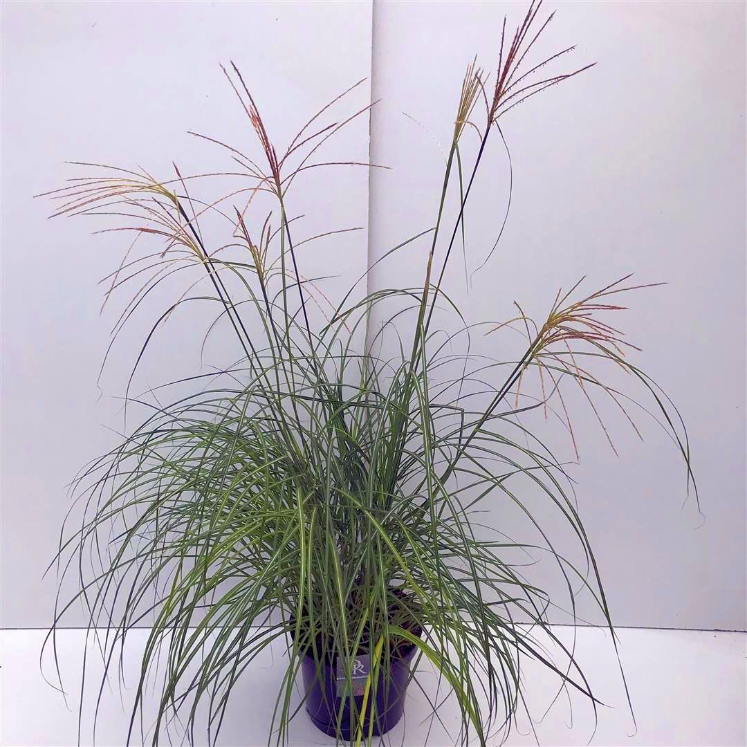 Miscanthus sinensis &
