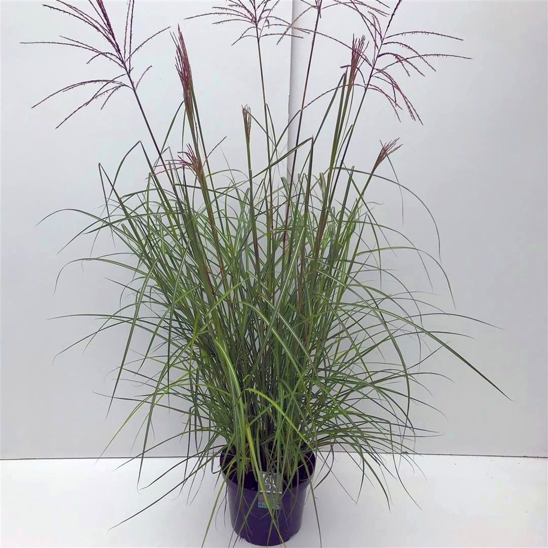 Miscanthus sinensis &