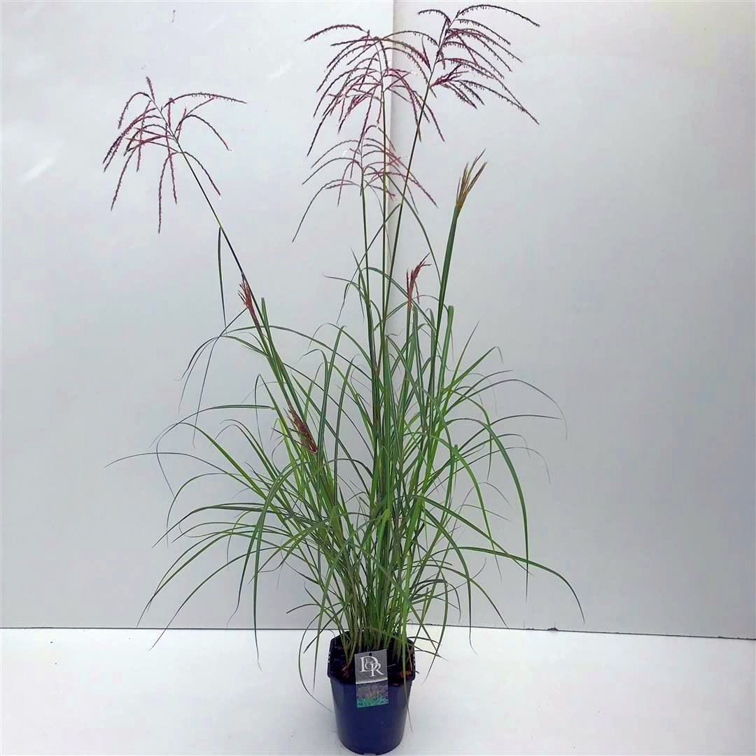 Miscanthus sinensis &