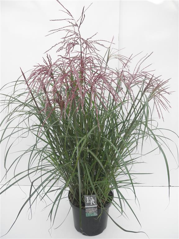 Miscanthus sin. &