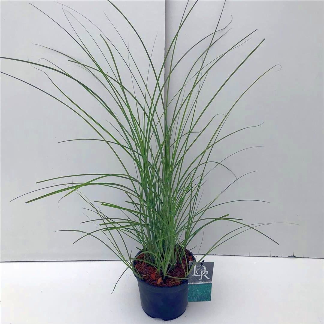 Miscanthus sin. &