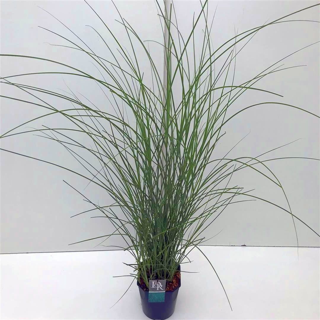 Miscanthus sinensis &