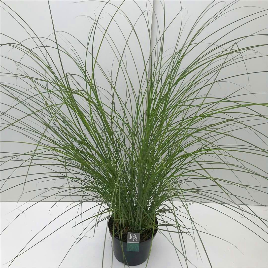 Miscanthus sinensis &