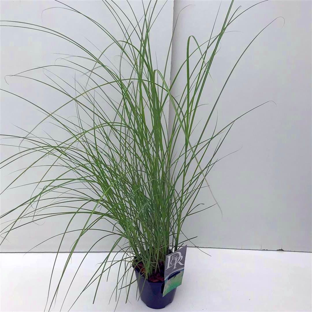 Miscanthus sin. &