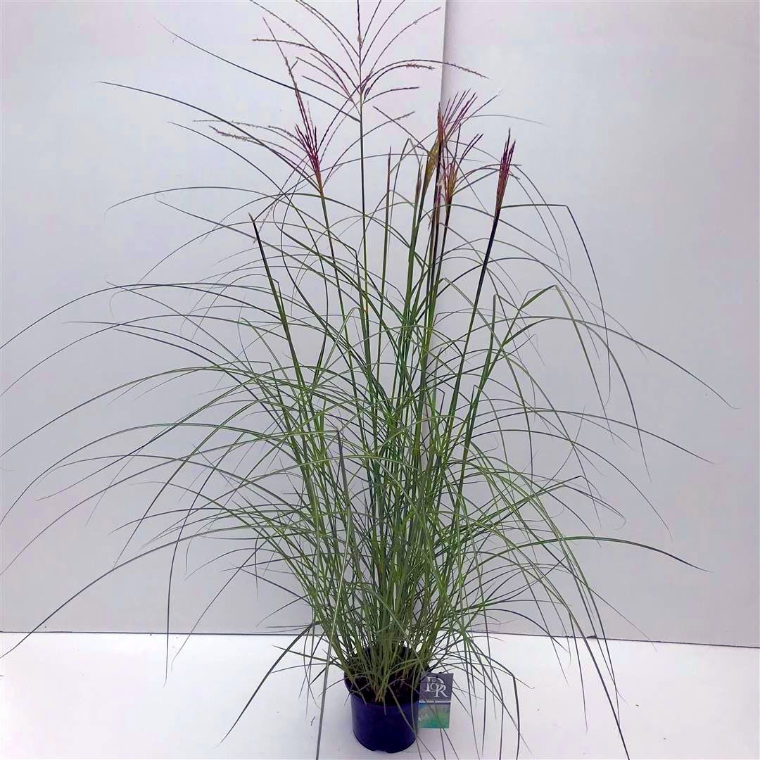 Miscanthus sin. &