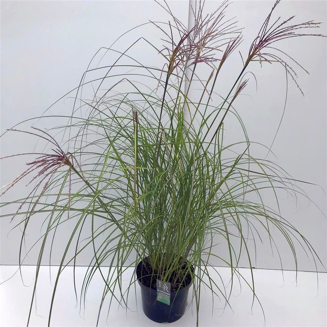 Miscanthus sinensis &
