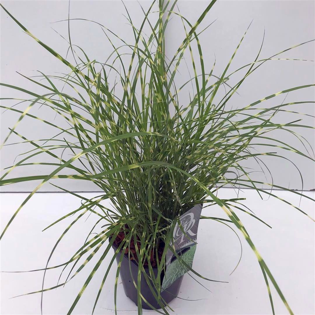 Miscanthus sin. &
