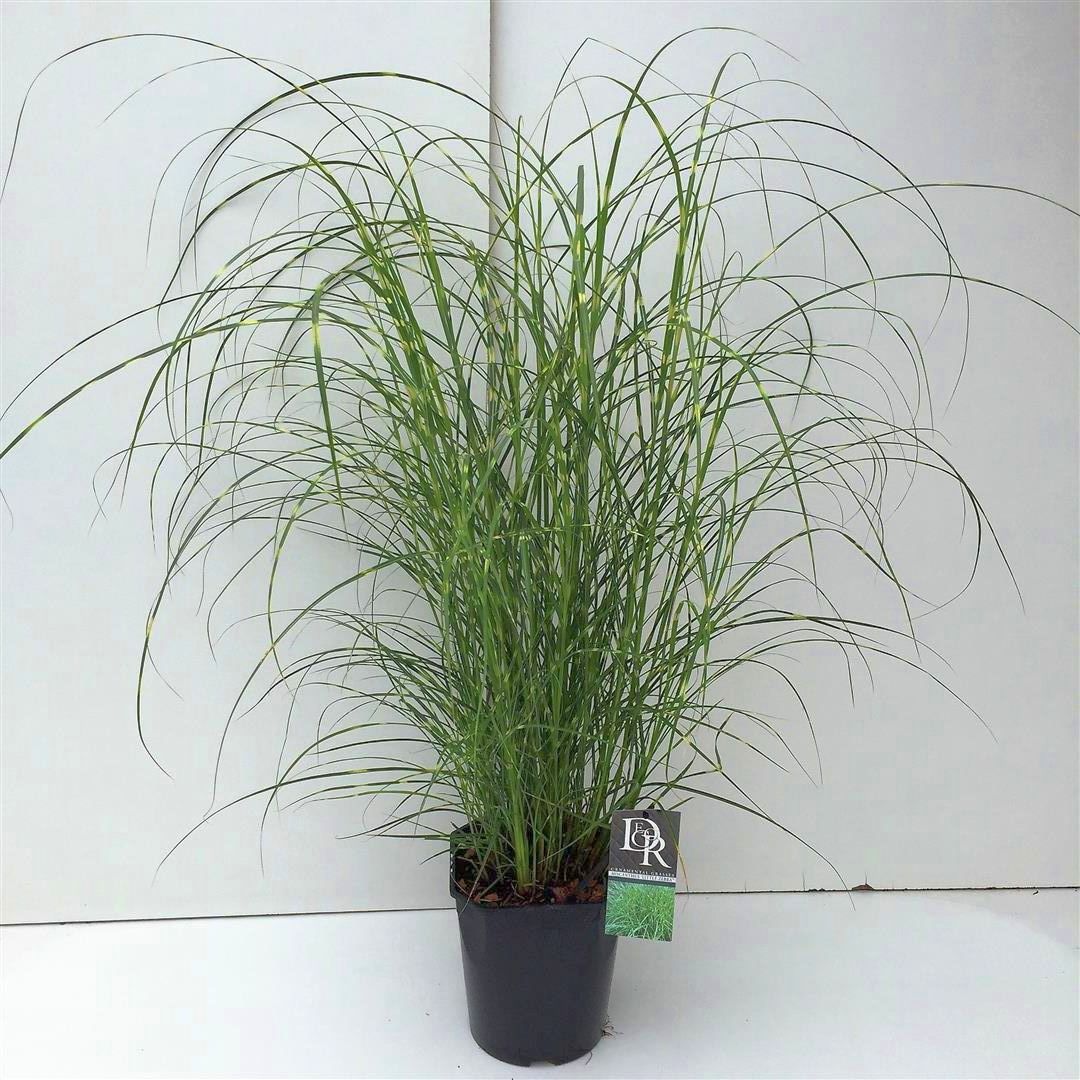 Miscanthus sin. &