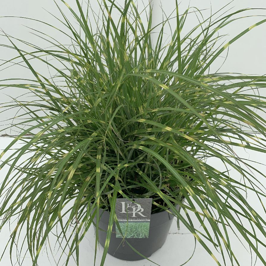 Miscanthus sinensis &