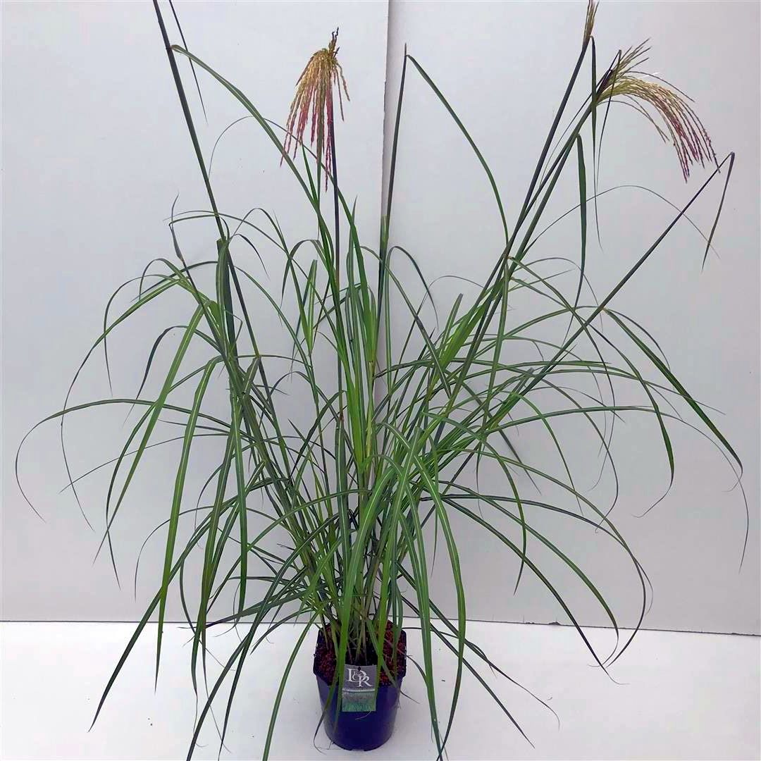 Miscanthus sin. &