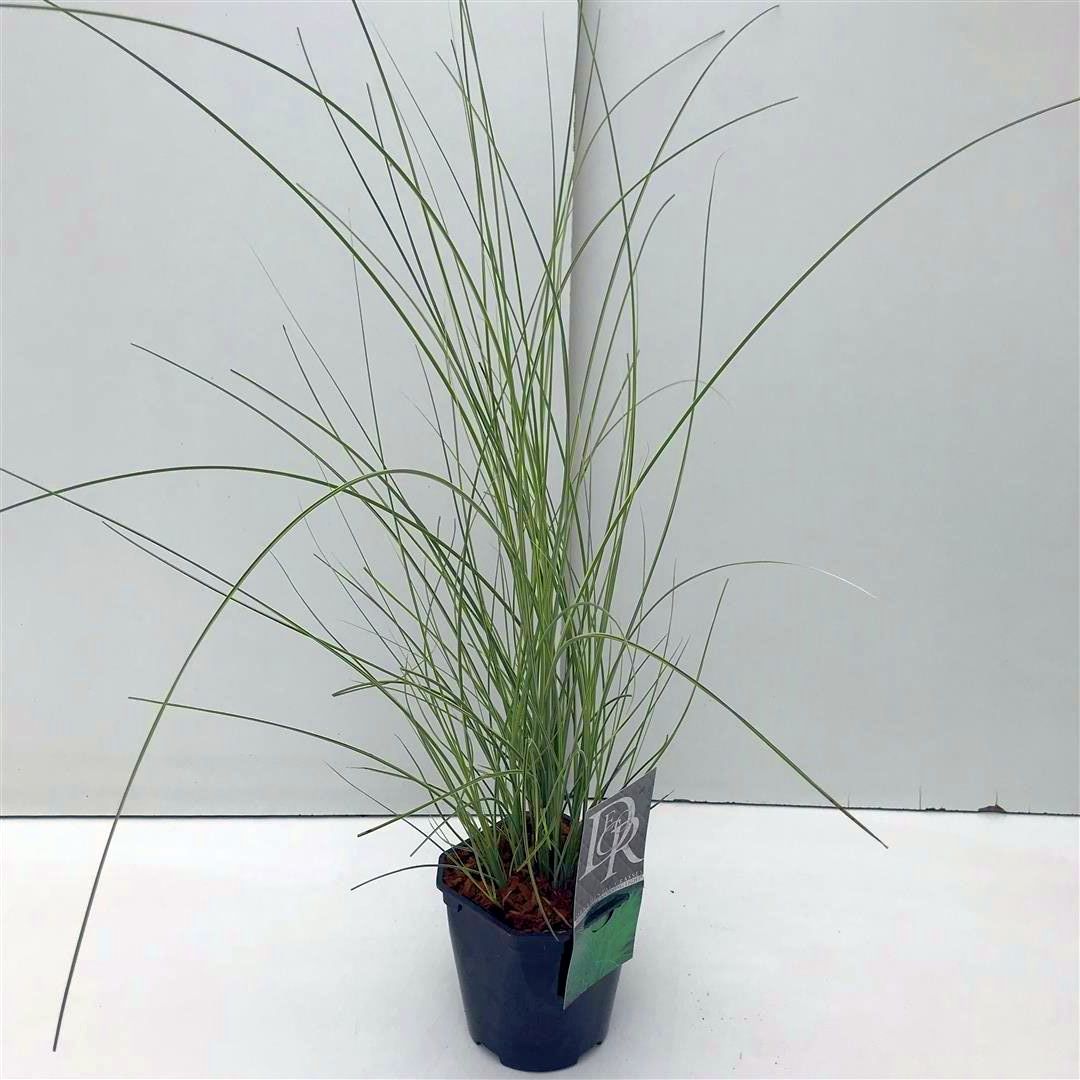 Miscanthus sin. &