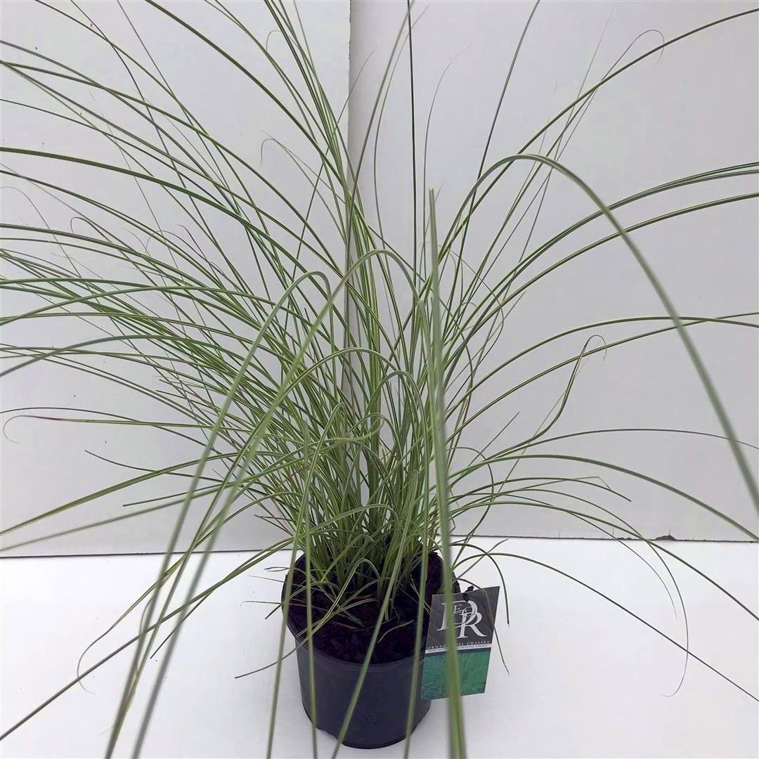 Miscanthus sin. &