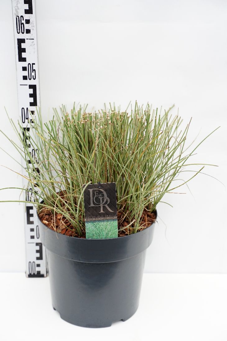 Miscanthus sinensis &