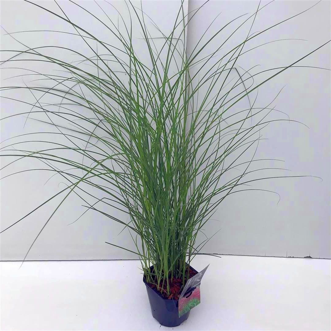 Miscanthus sin. &