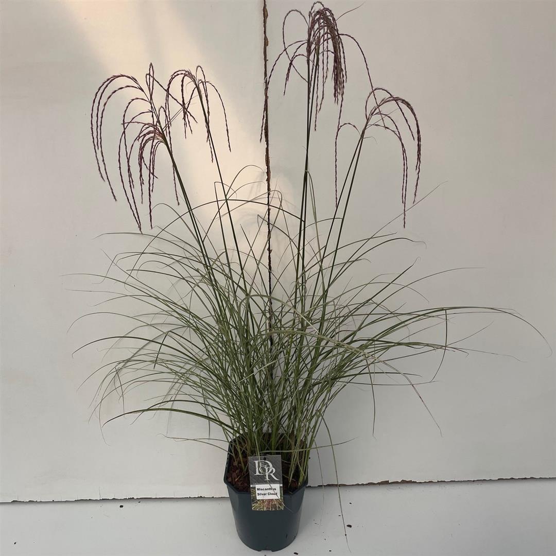 Miscanthus sin. &