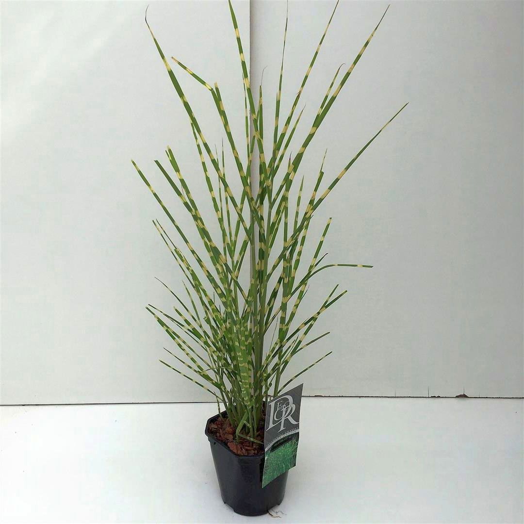 Miscanthus sin. &