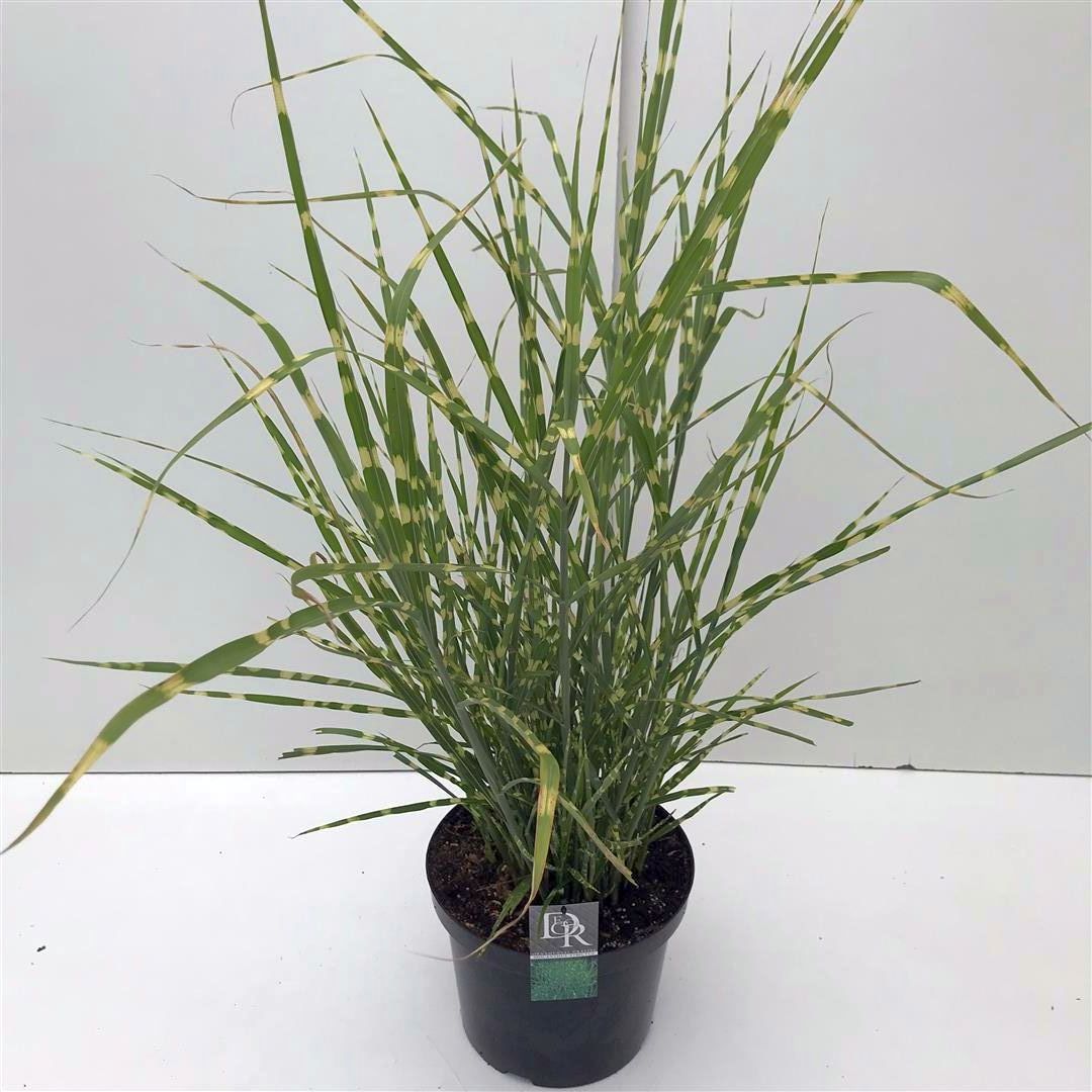 Miscanthus sin. &