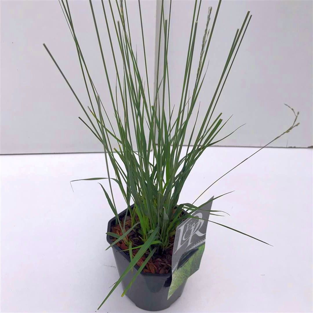 Molinia caerulea &