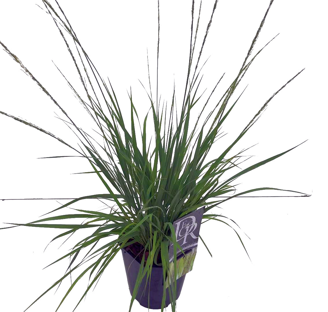 Molinia caerulea &