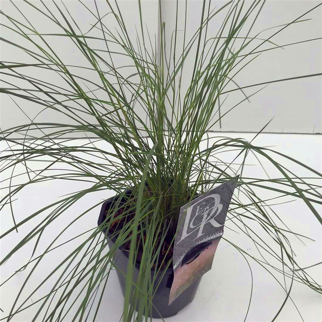 Muhlenbergia capillaris C2 (2 liters kruka) / 17 cm kruka