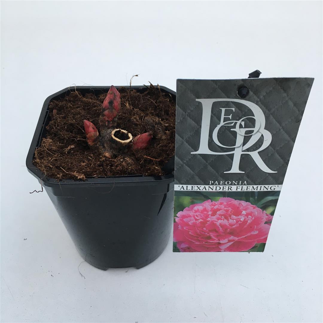 Paeonia (LD) &