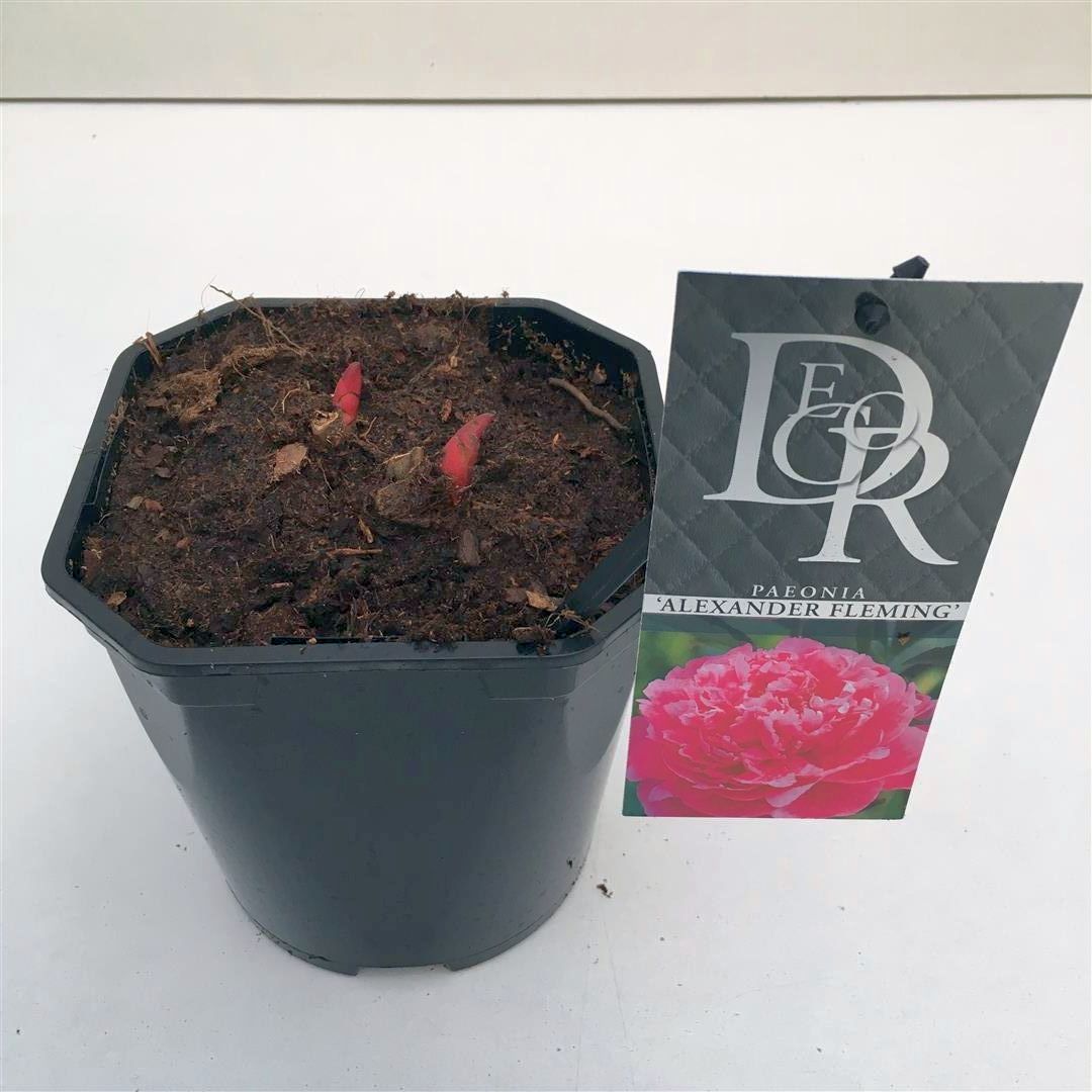 Paeonia (LD) &