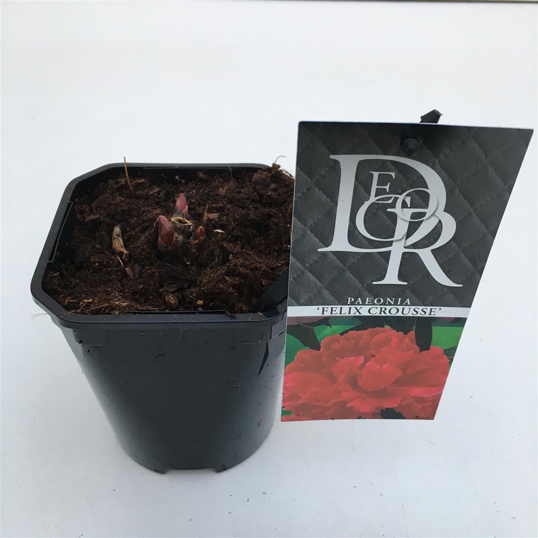 Paeonia (LD) &