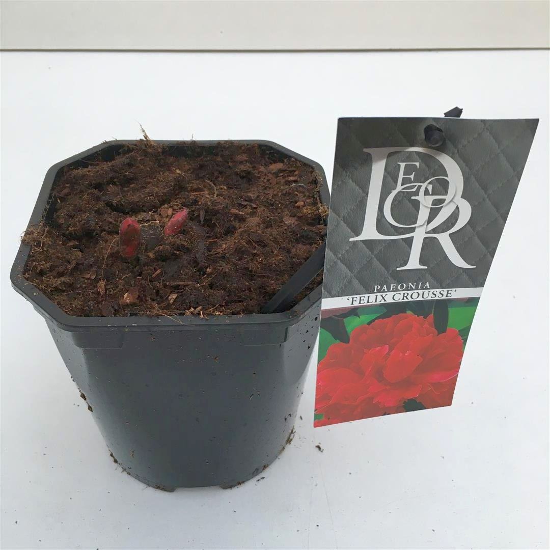 Paeonia (LD) &