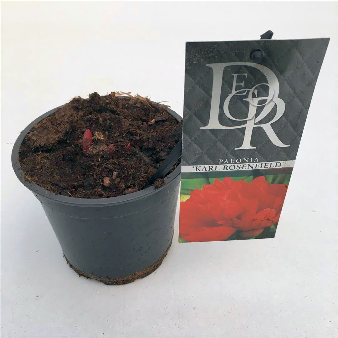 Paeonia (LD) &