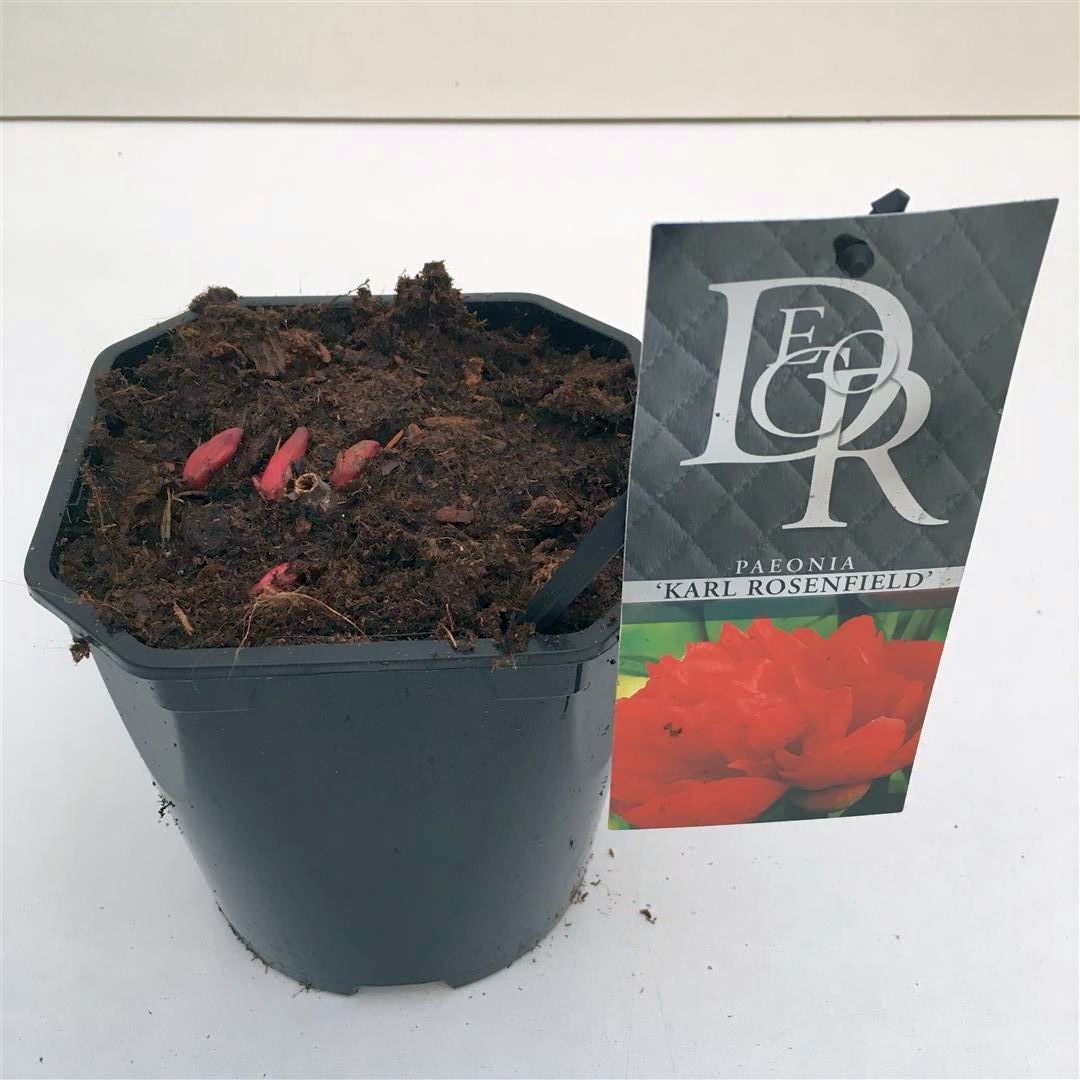 Paeonia (LD) &