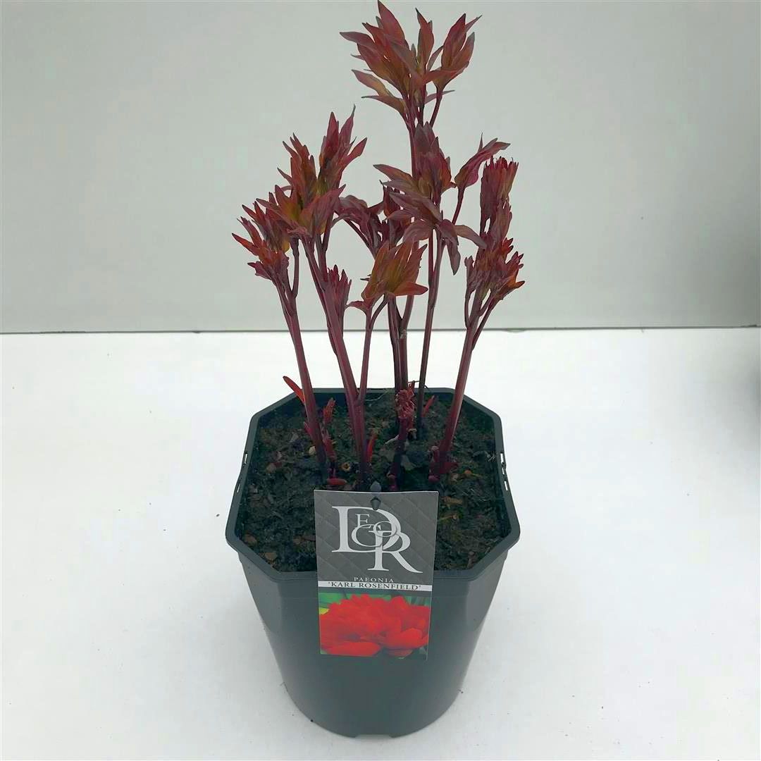 Paeonia (LD) &