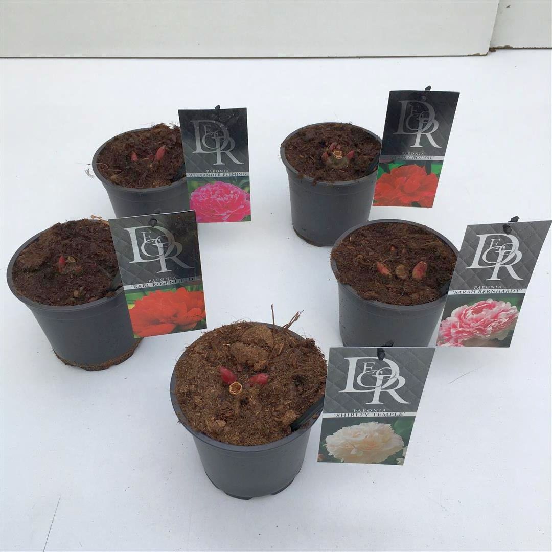 Paeonia lact. i sorter - 12 cm kruka