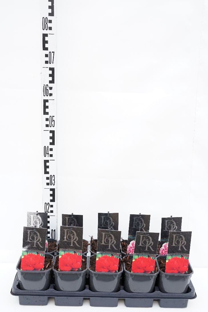 Paeonia lactiflora i sorter C1 (1 liters kruka / 13 cm kruka)