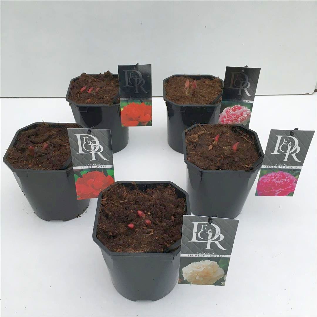Paeonia lactiflora i sorter C2 (2 liters kruka) / 17 cm kruka