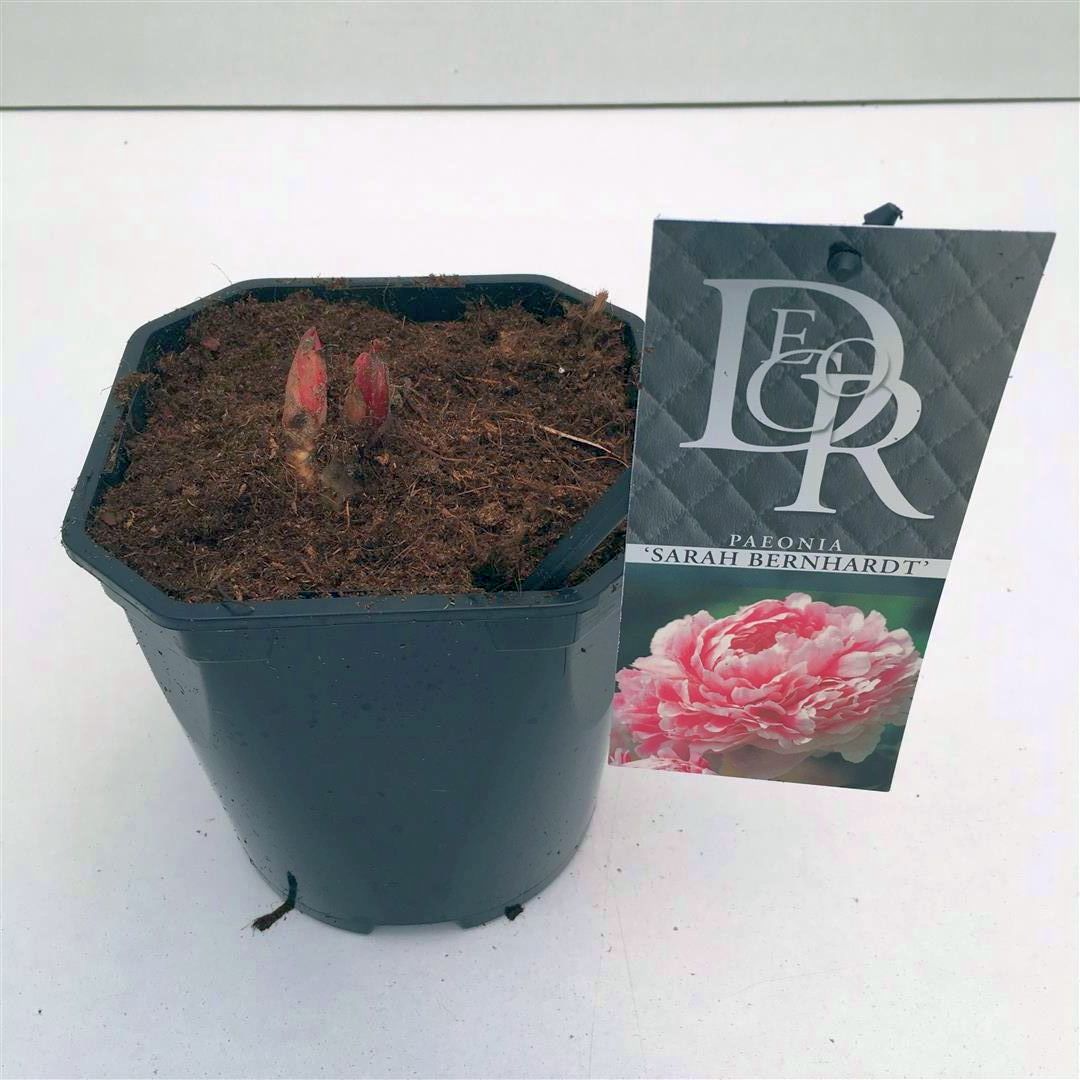 Paeonia (LD) &