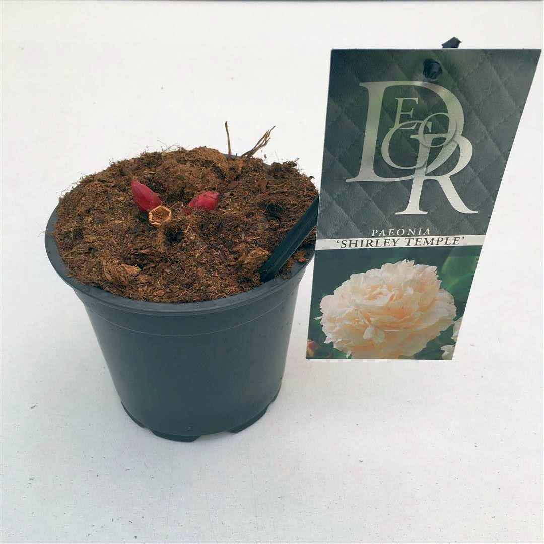 Paeonia (LD) &