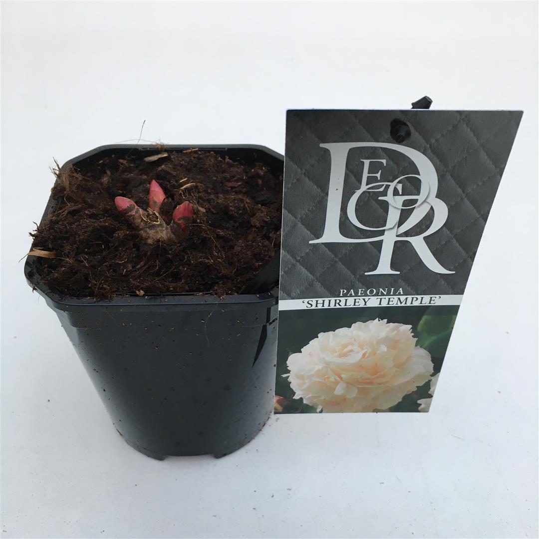Paeonia (LD) &