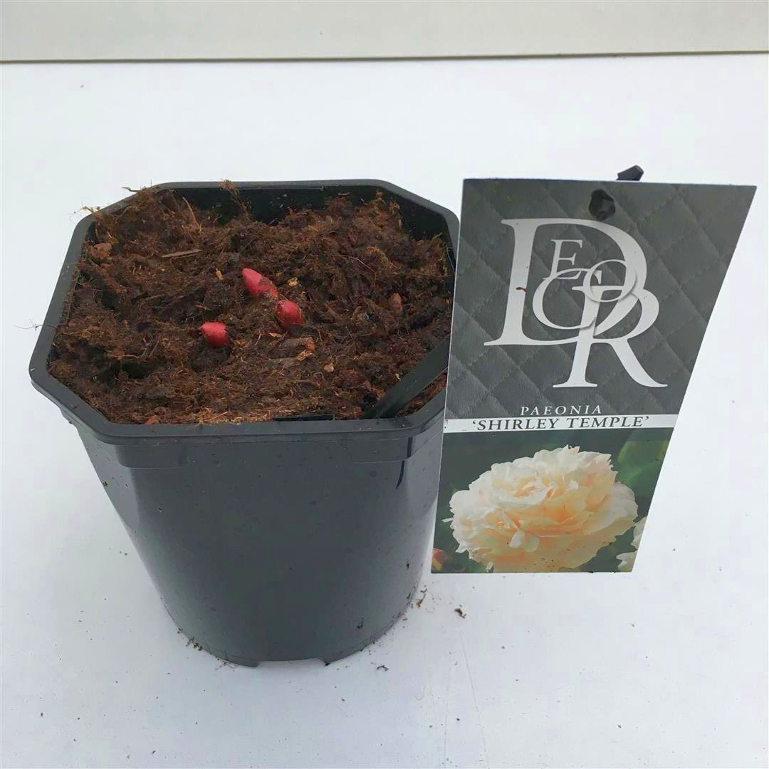 Paeonia (LD) &