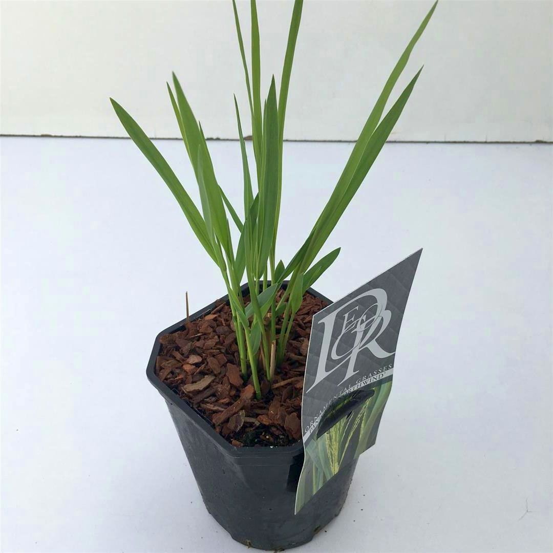 Panicum virgatum &